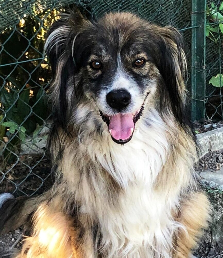 Leone