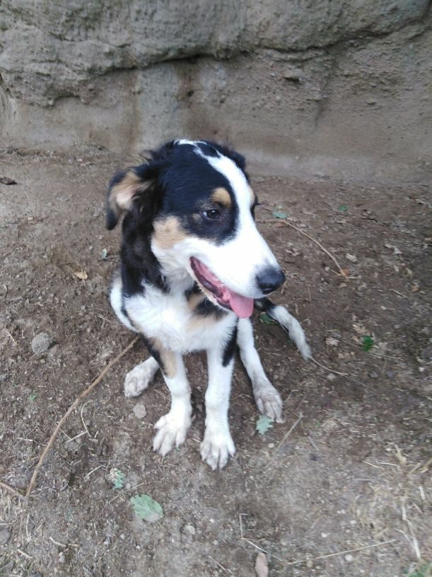 Lorenzo