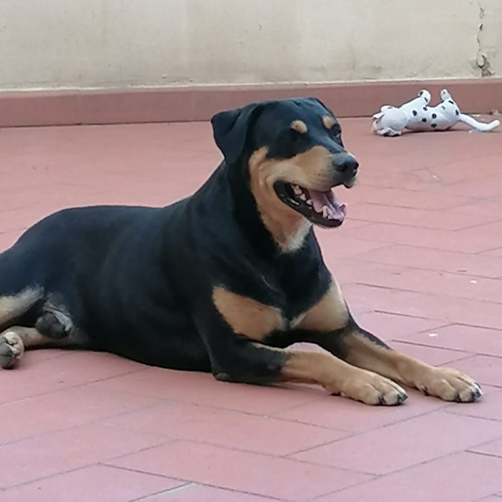 Lapo