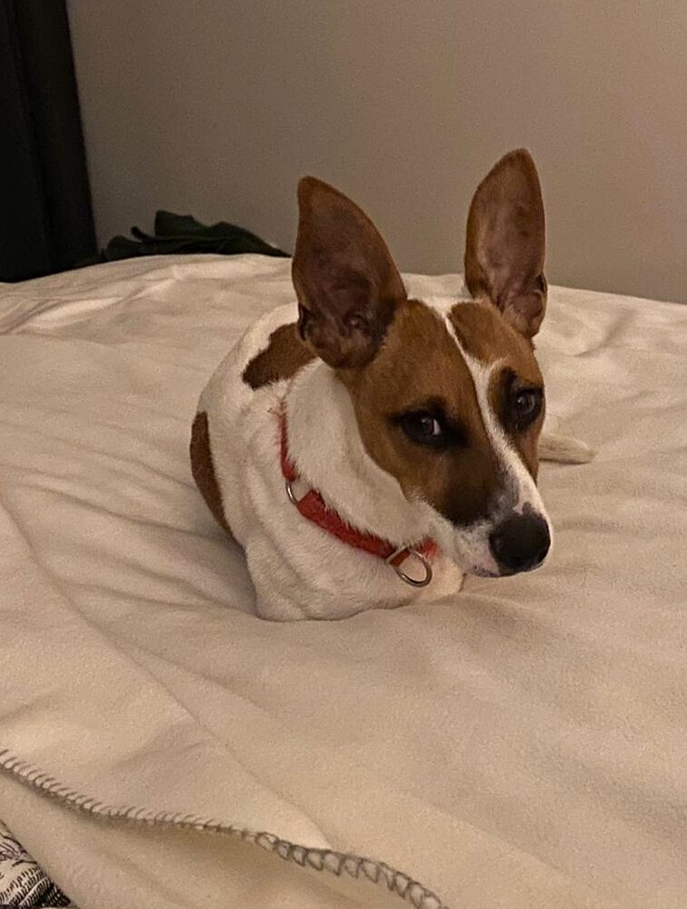 Jack