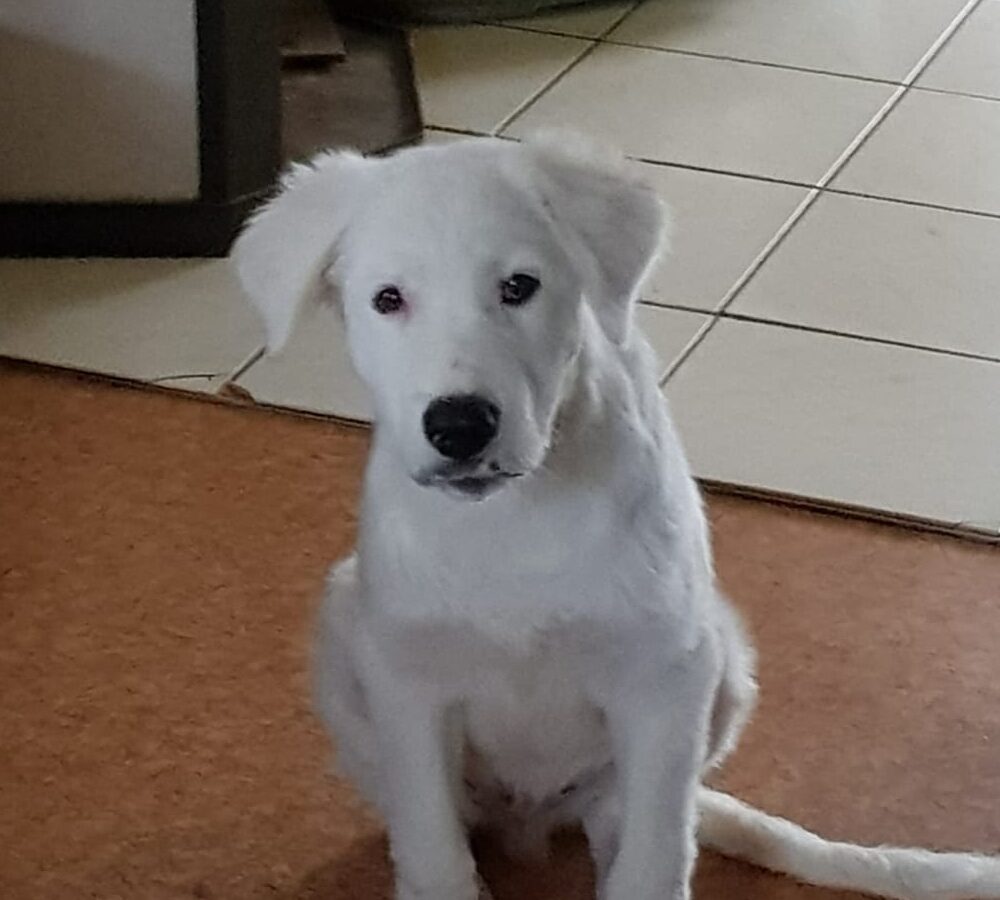 DaVinci