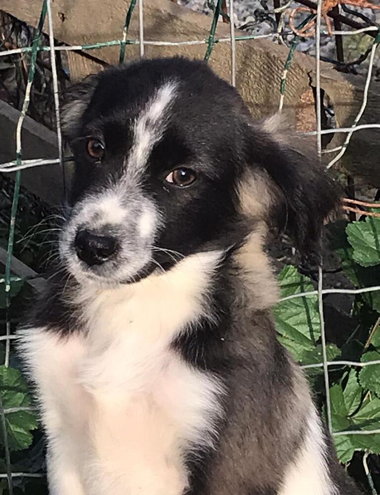 Valentino