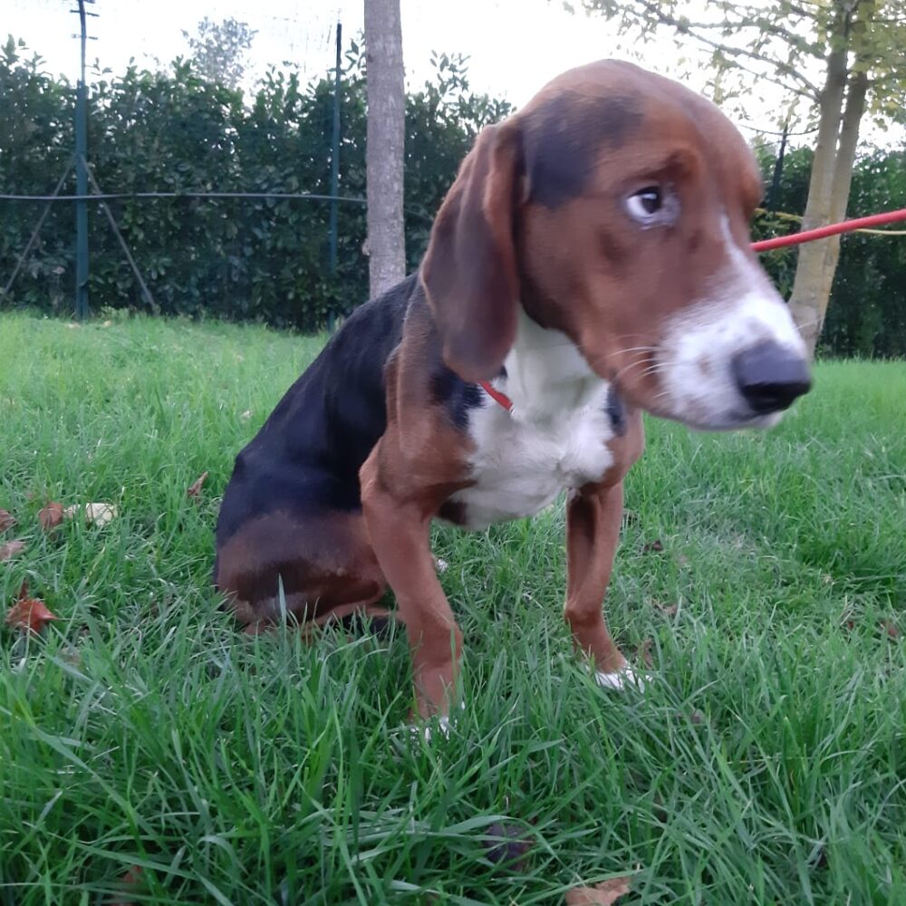 Cosimo