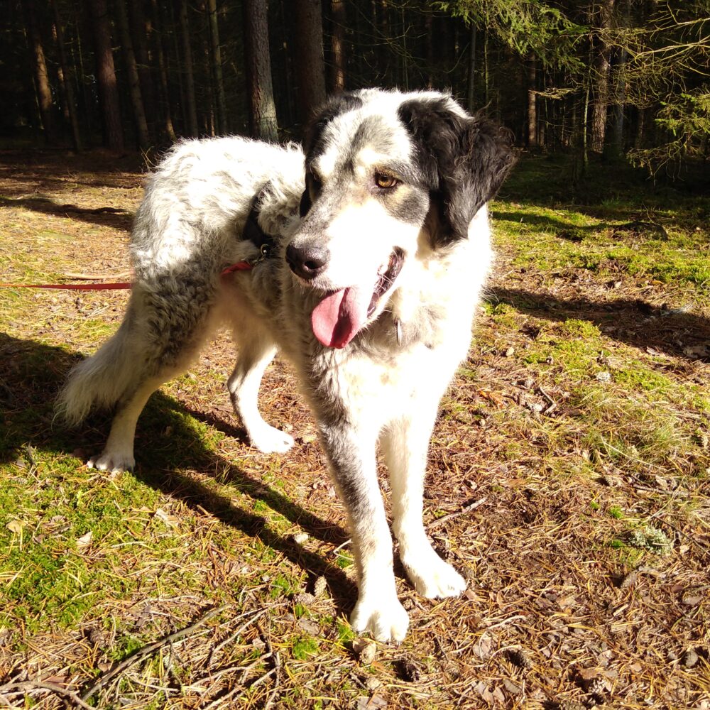 Balu
