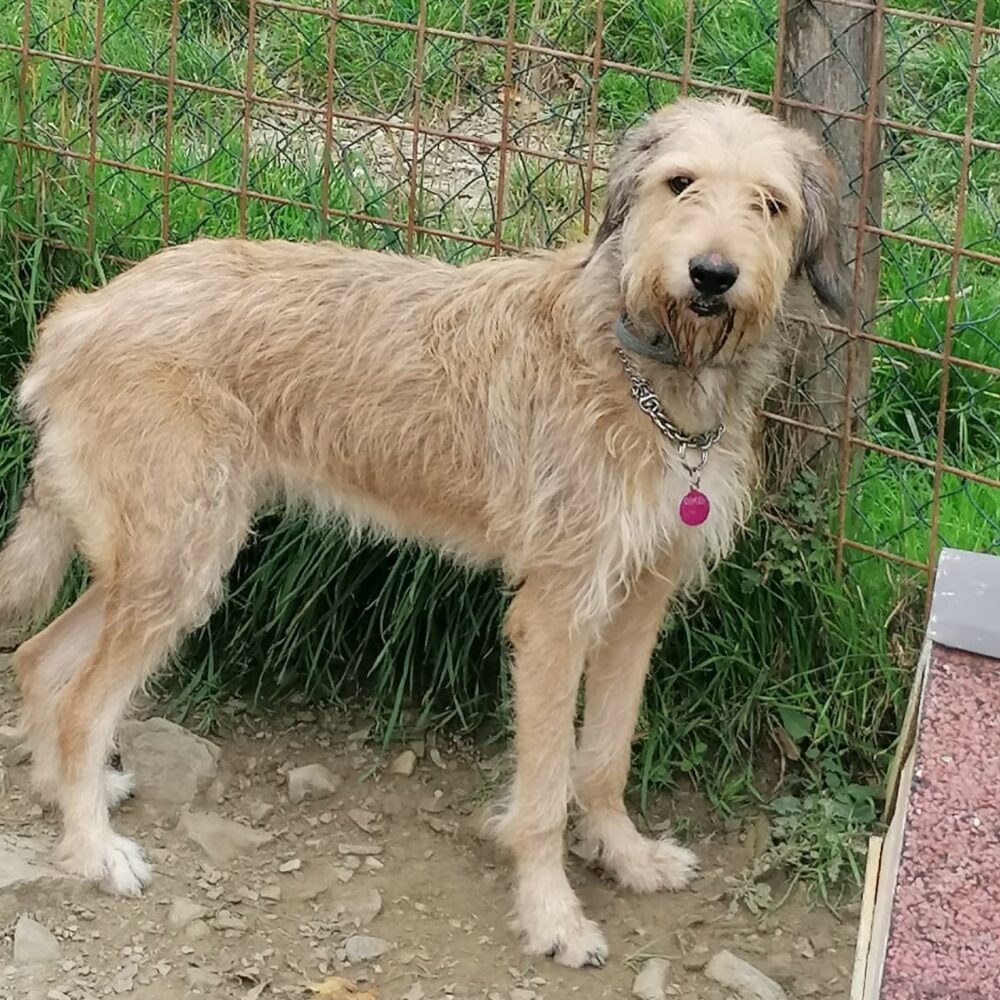 Sophia