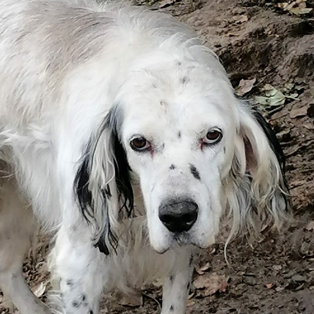 Virgilio