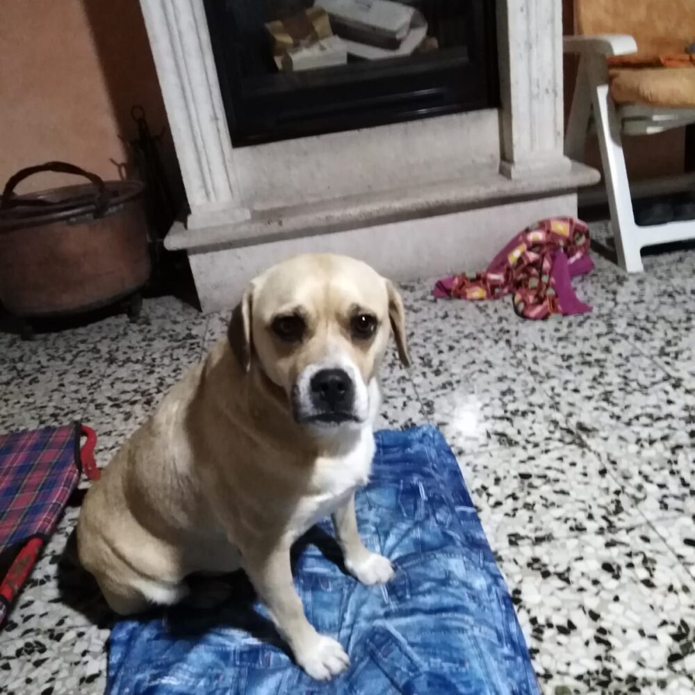 Luna (Sugar)