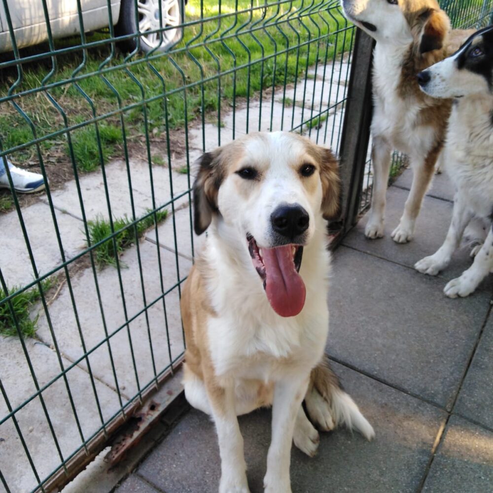 Paquito