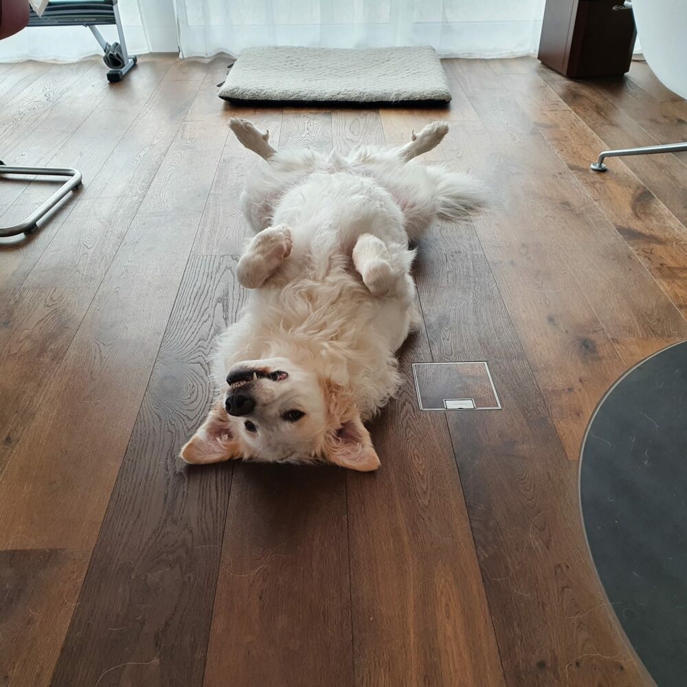 Ugo