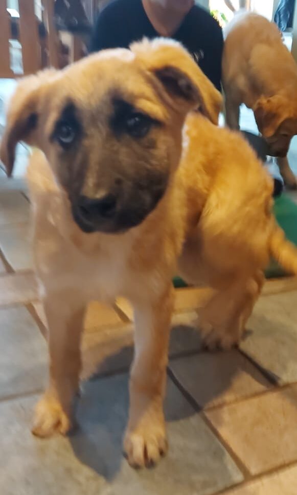 Sirius