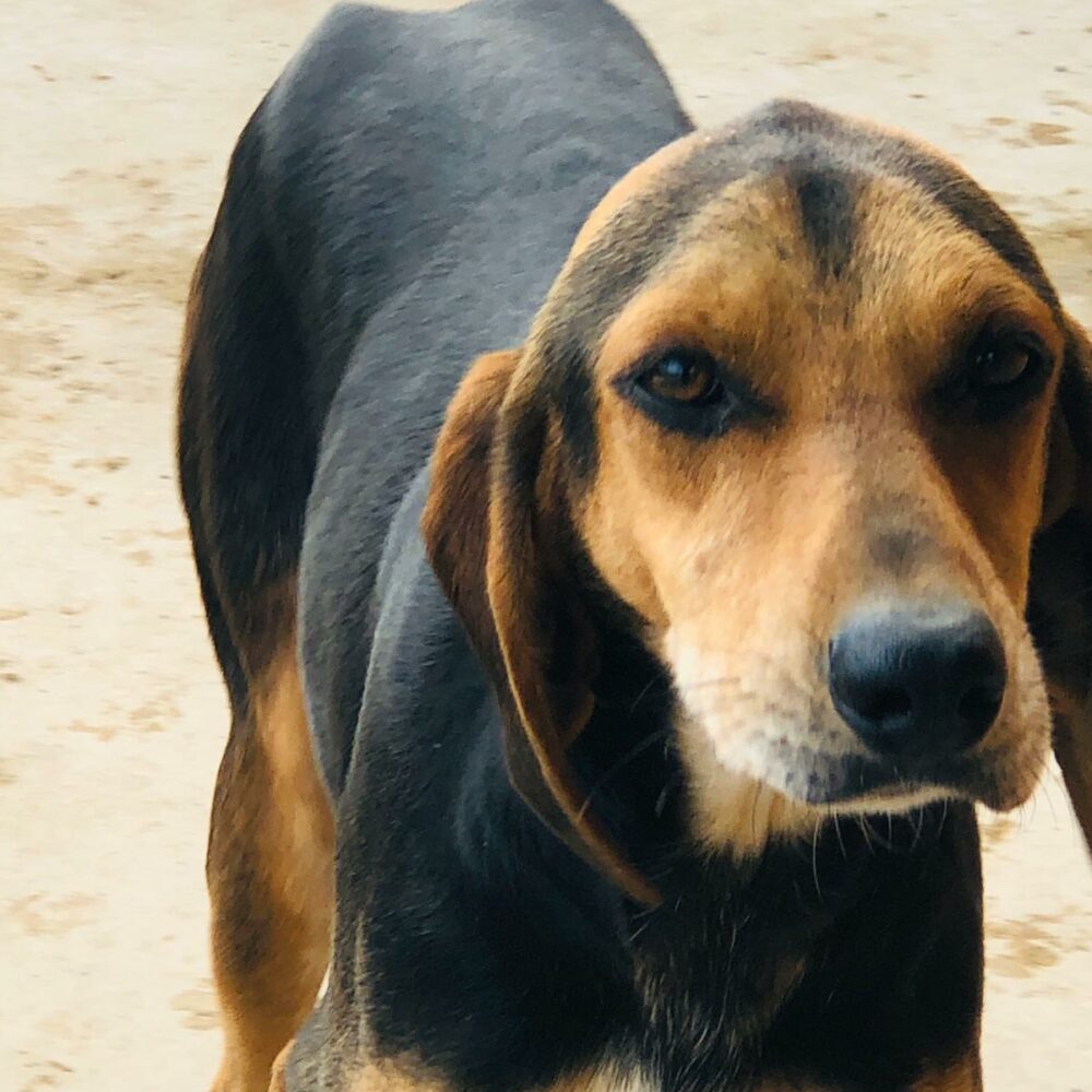 Scuro