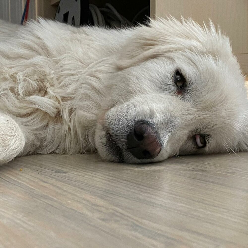 Leone