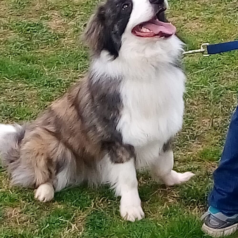 Luigi