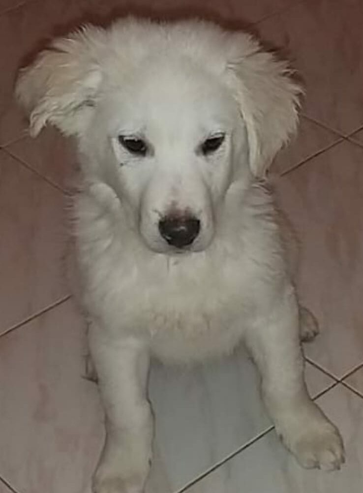 Baloo