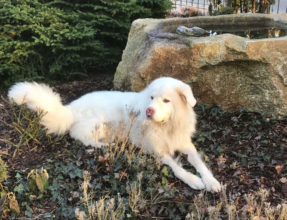 Achille