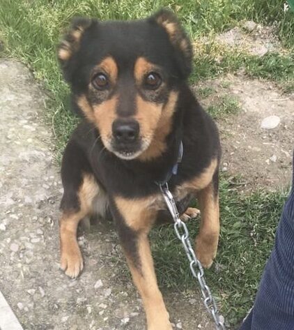 Pippo
