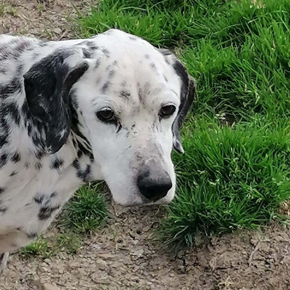 Pongo