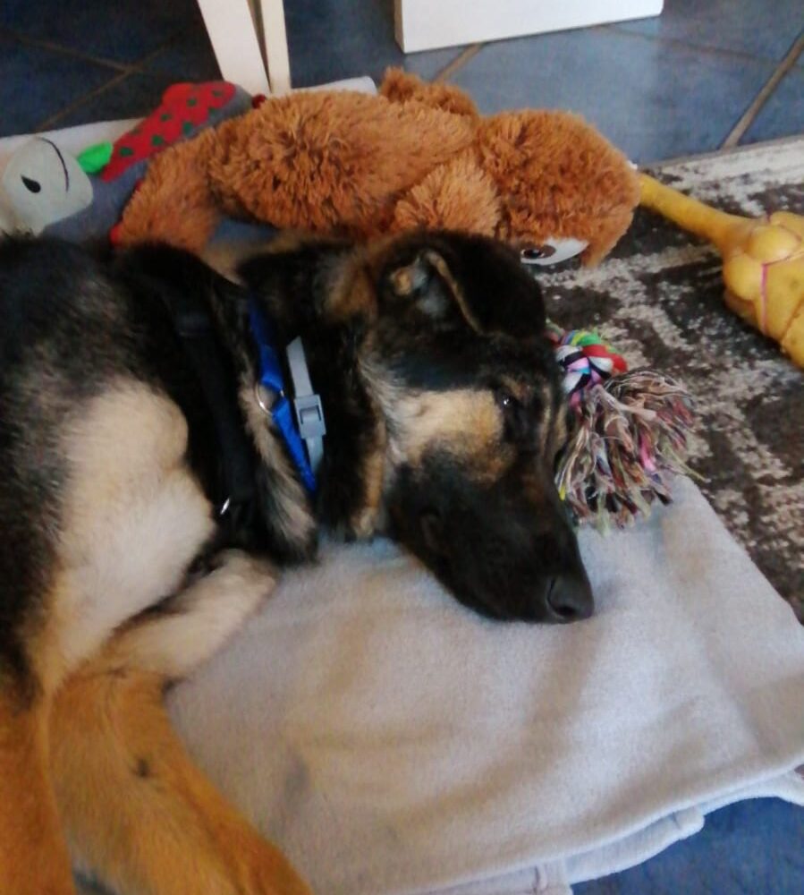 Stella