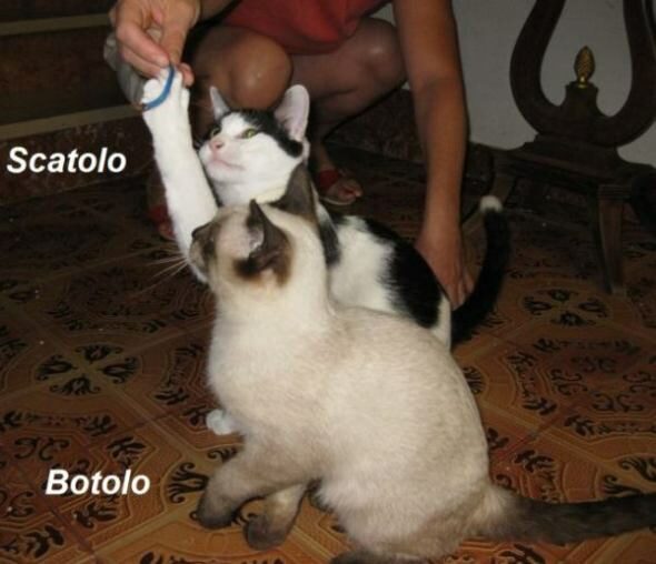 Botolo und Scatolo
