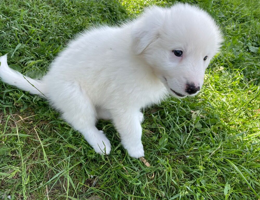 Felpa