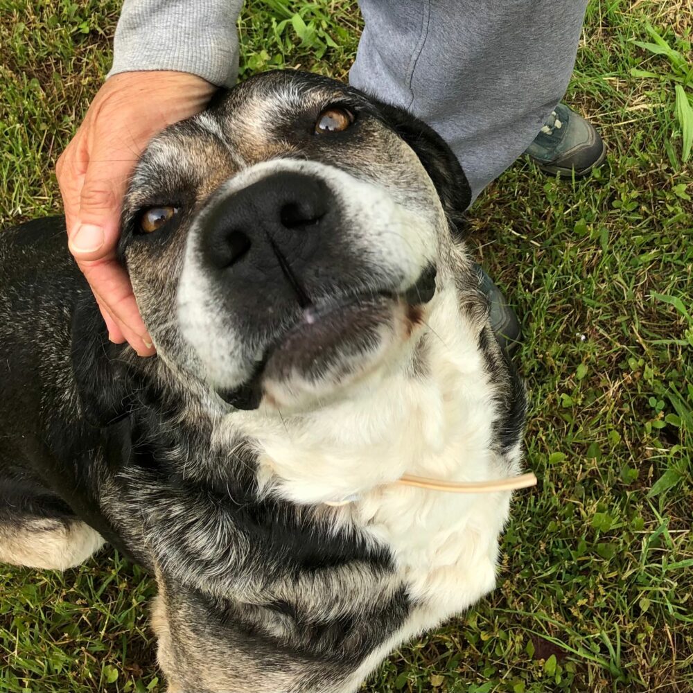 Stella