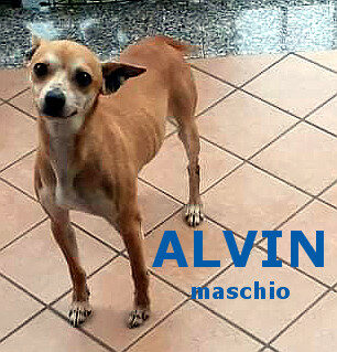 Alvin
