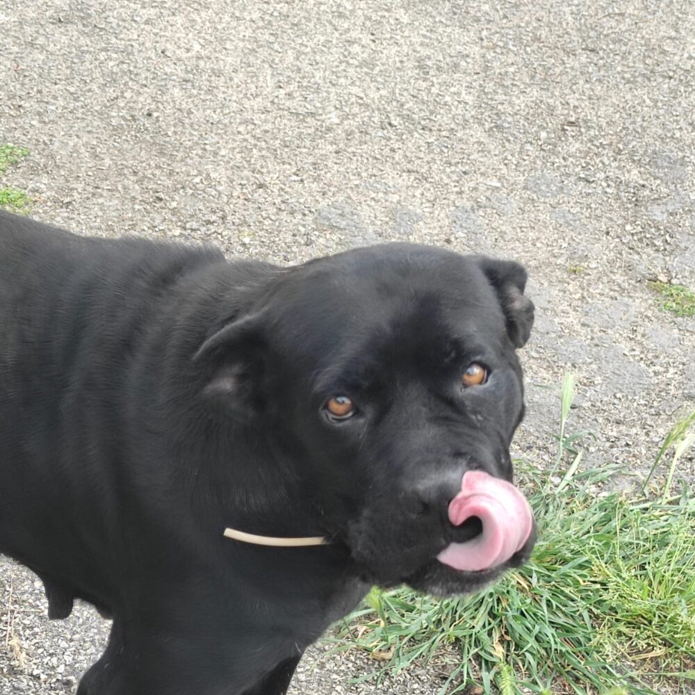 Kora