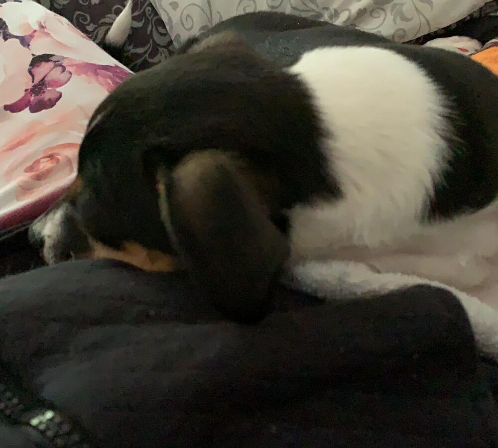 Lilli
