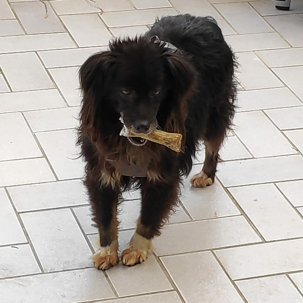 Mokka