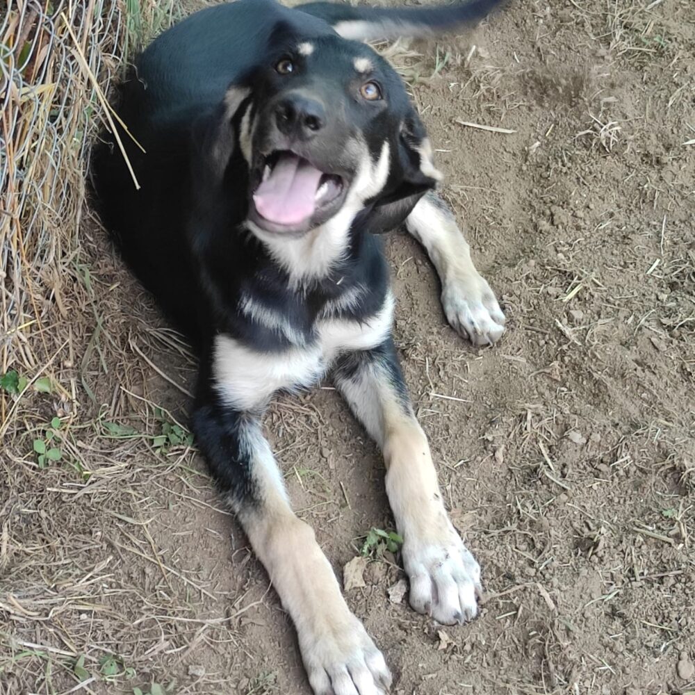 Ettore