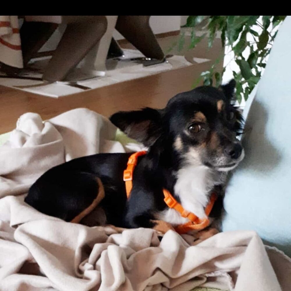 Telma