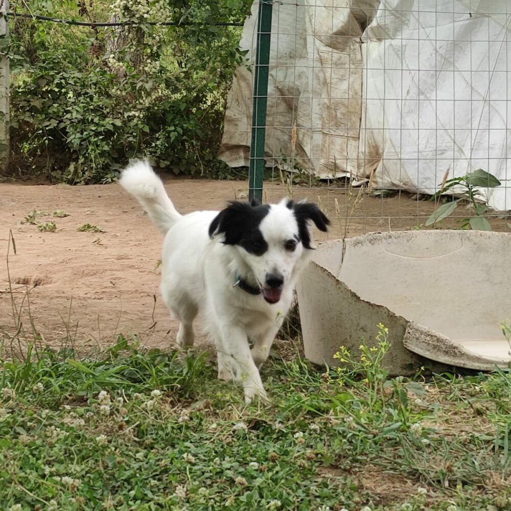 Pippi