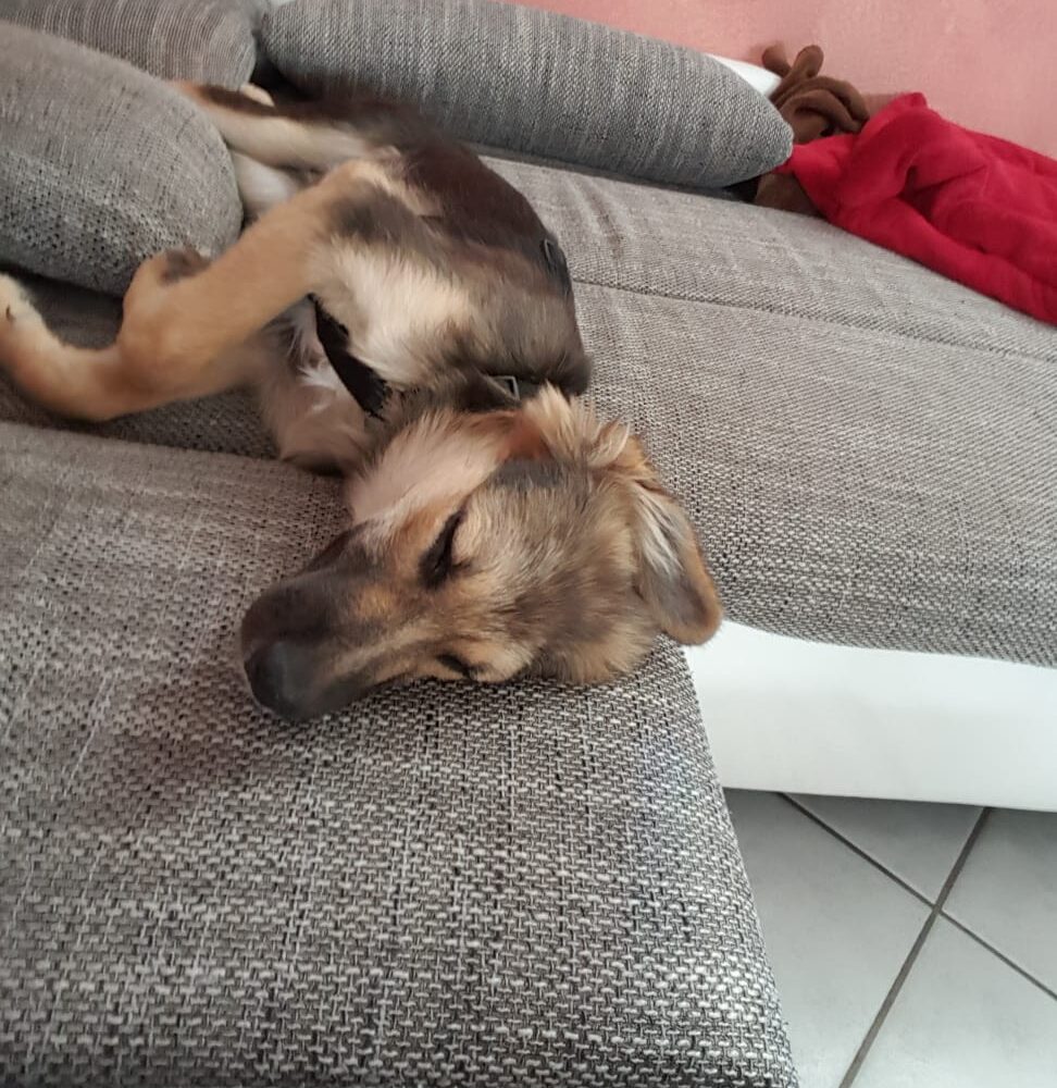 Elenia