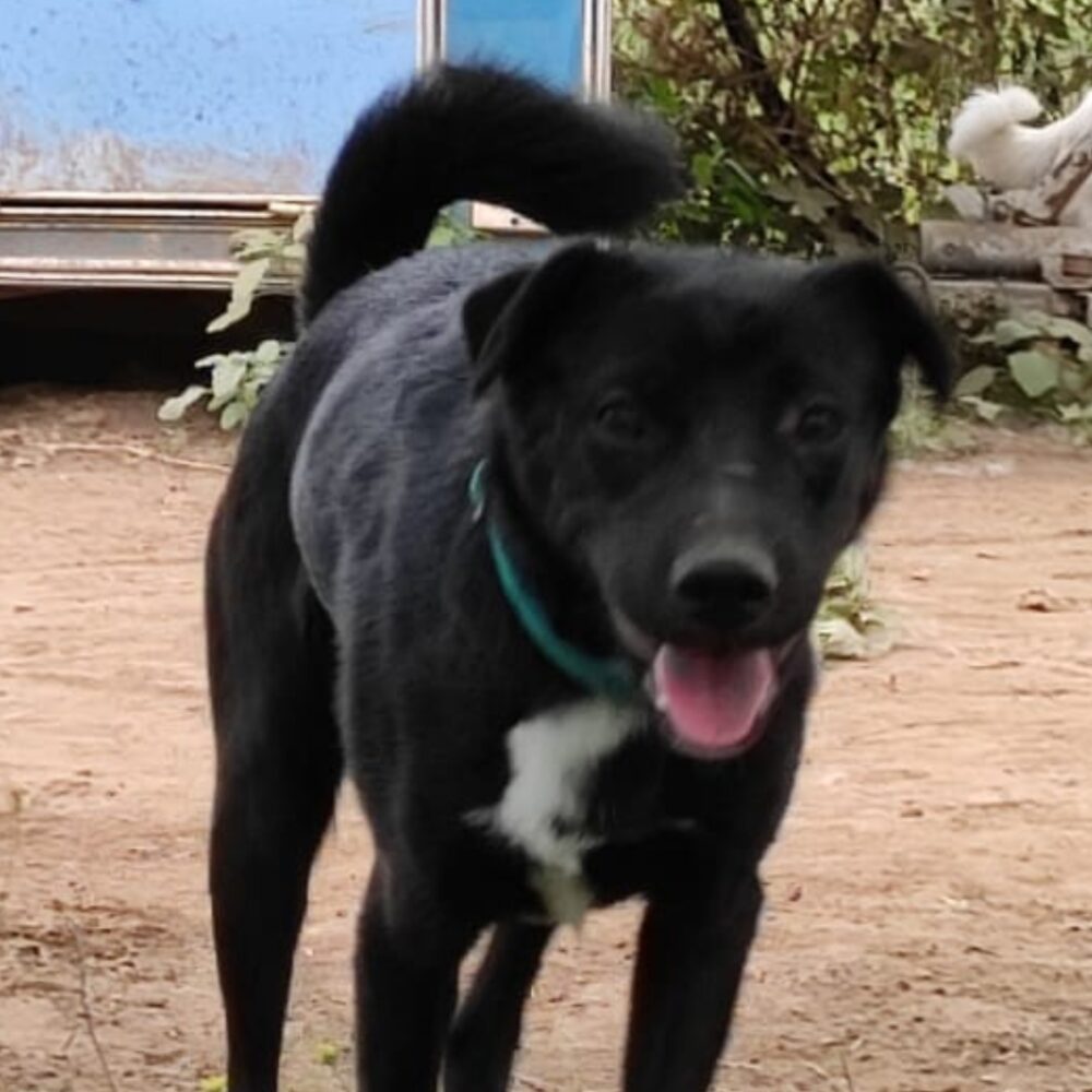 Zampa