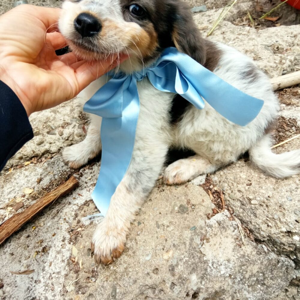 Roberto