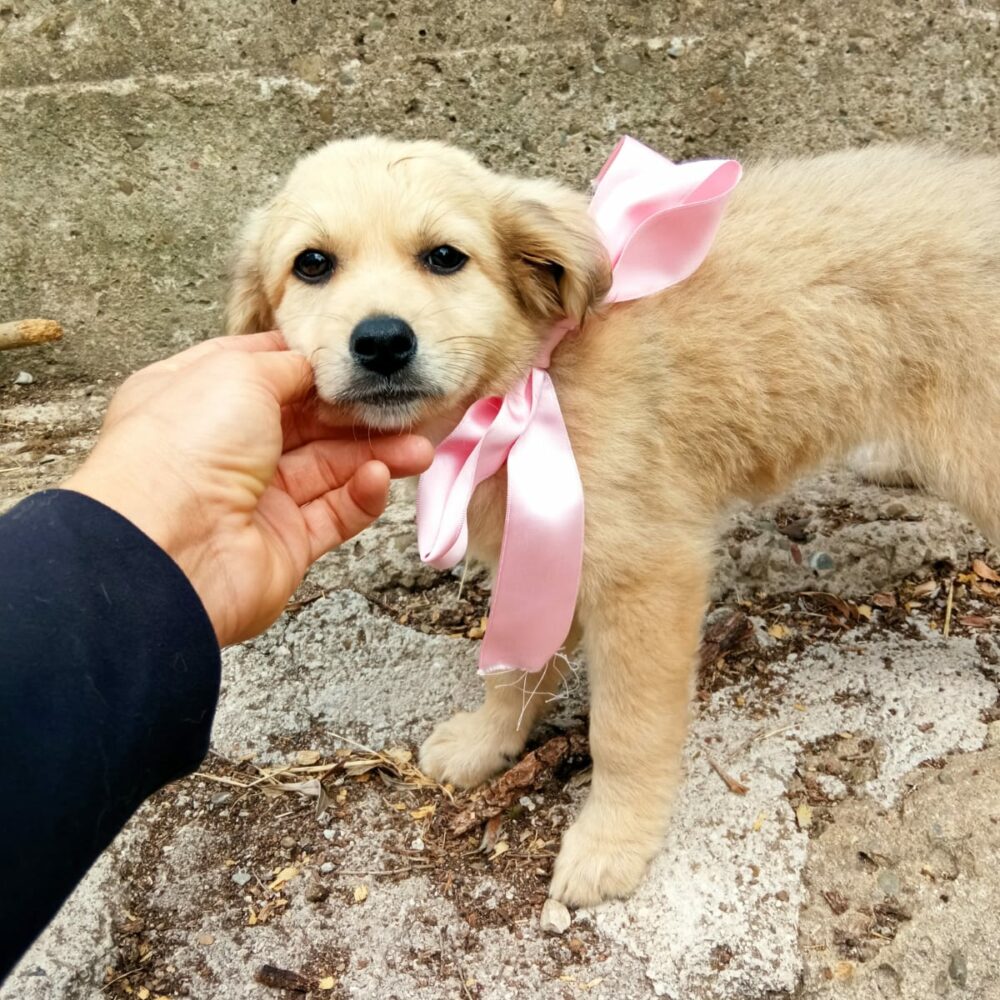 Rosita