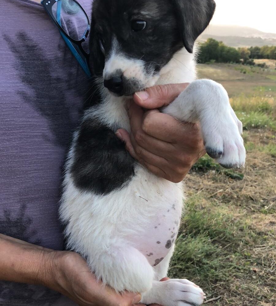 Brunhilda