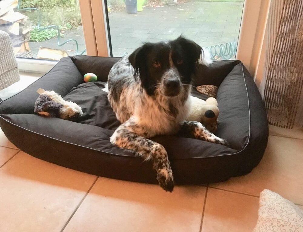 Stella