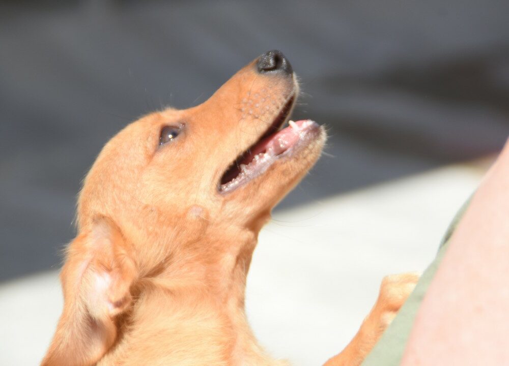 Remus