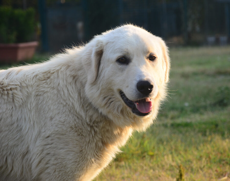Bobby