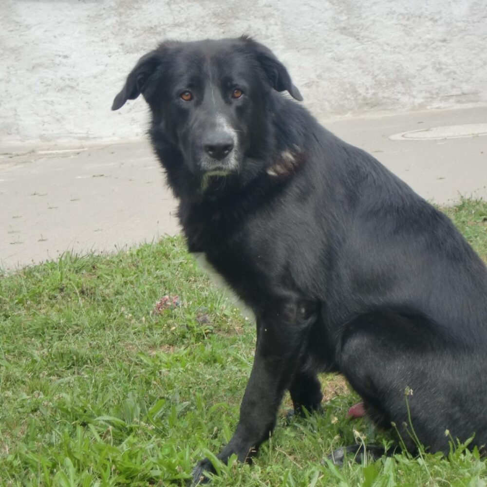 Zagor