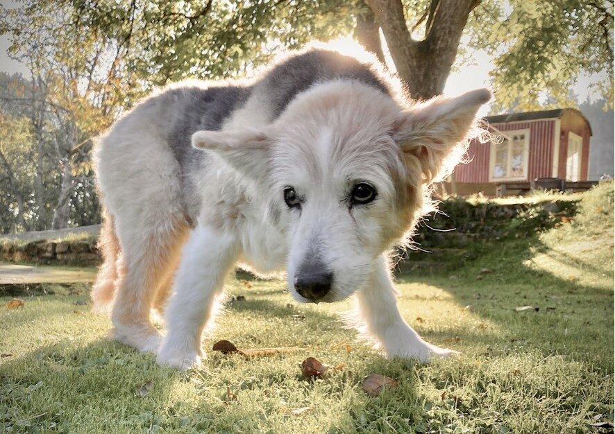 Frieda