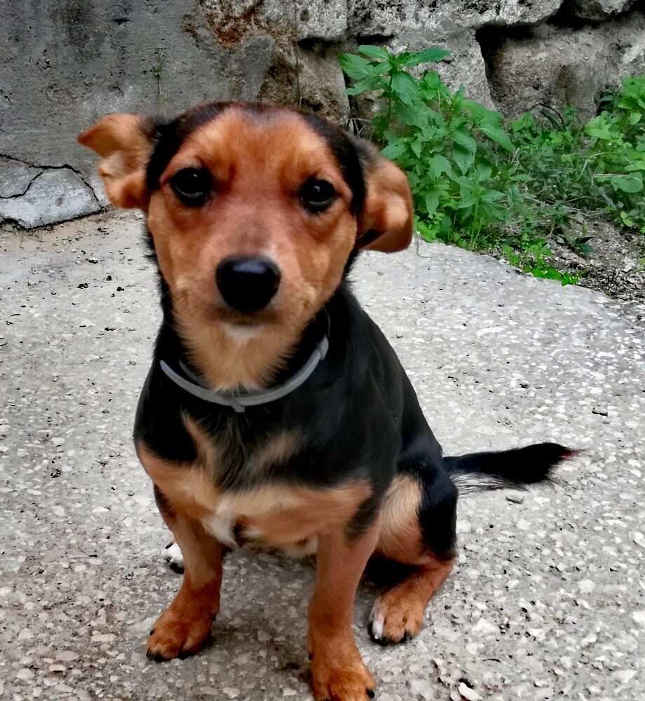 Grisu