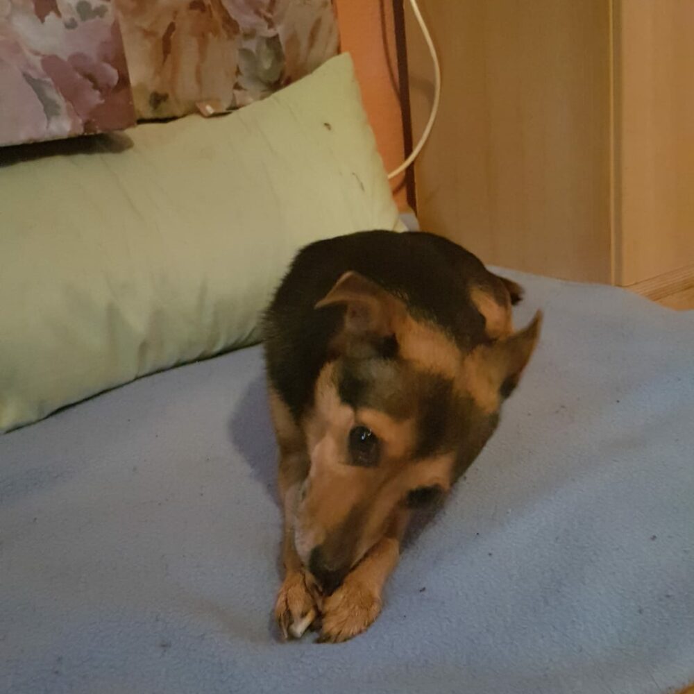 Pippo