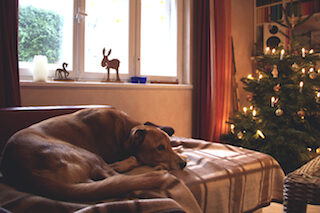 Toby