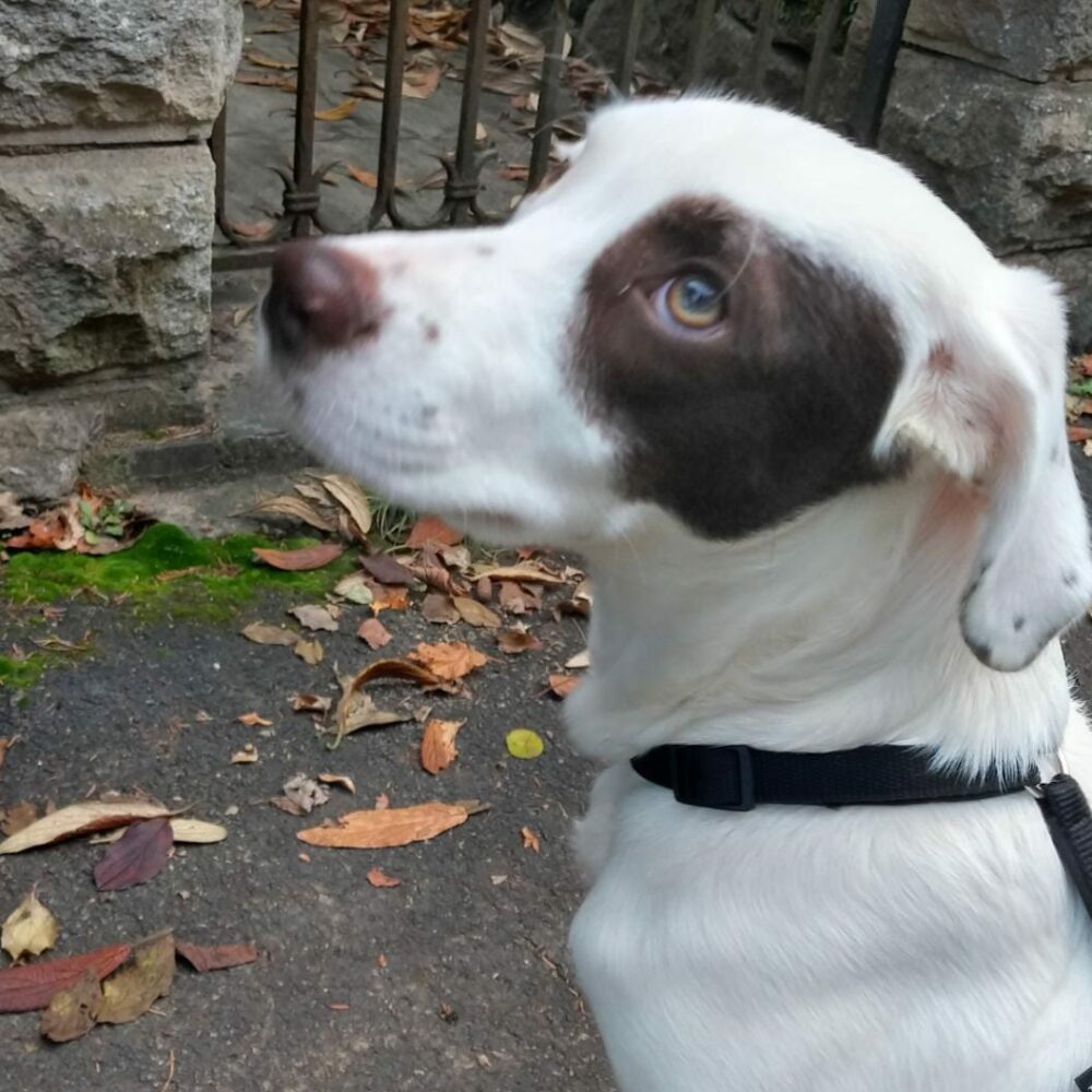 Nemo