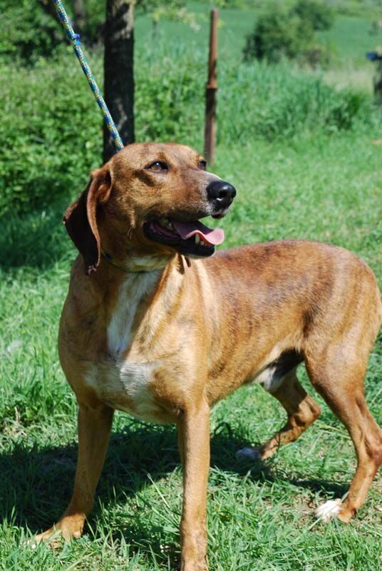 Rocko