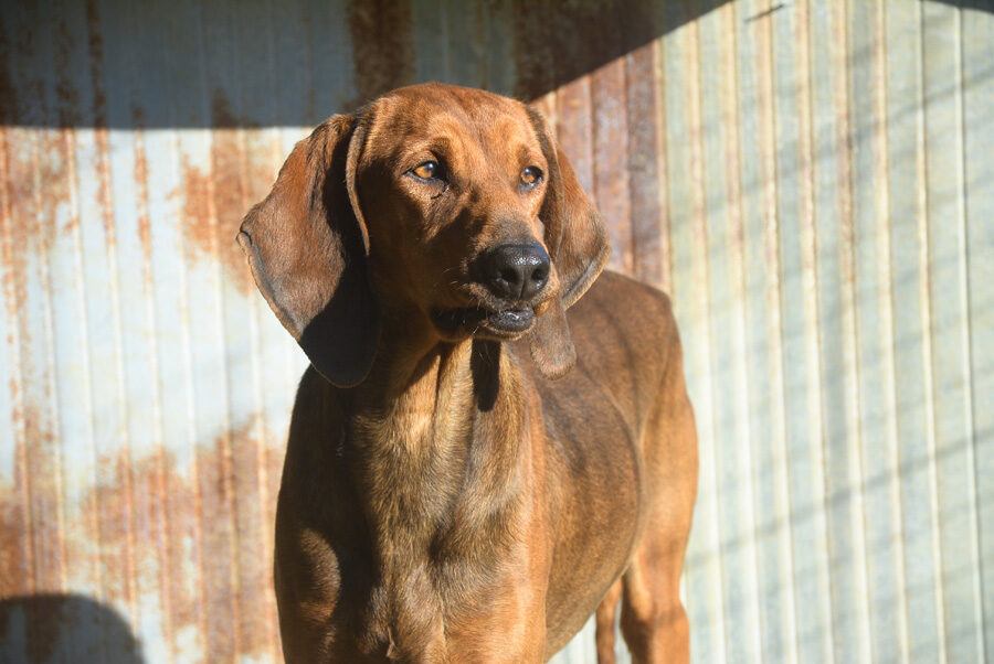 Ulisse