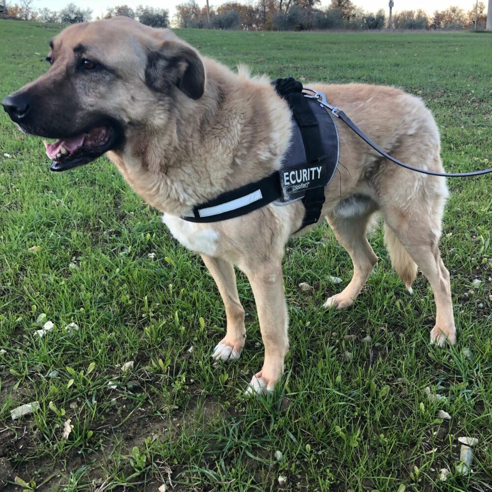 Max