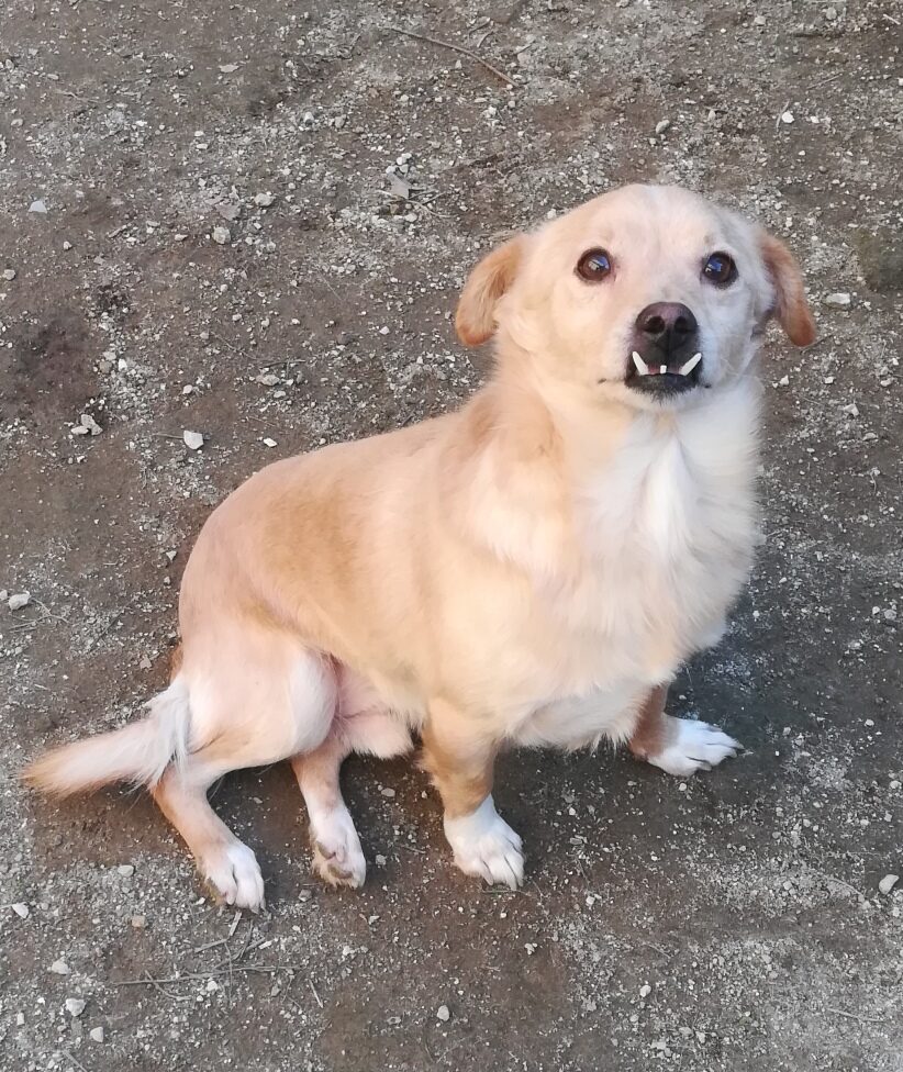 Gino